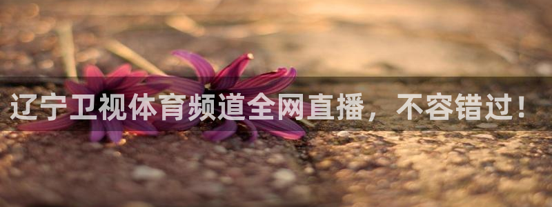 辽宁卫视体育频道全网直播，不容错过！
